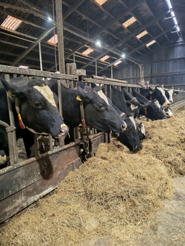 1-b81b134add4f4df1a3c62078f168856e